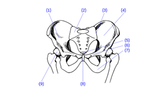 Définition  Bassin - Pelvis